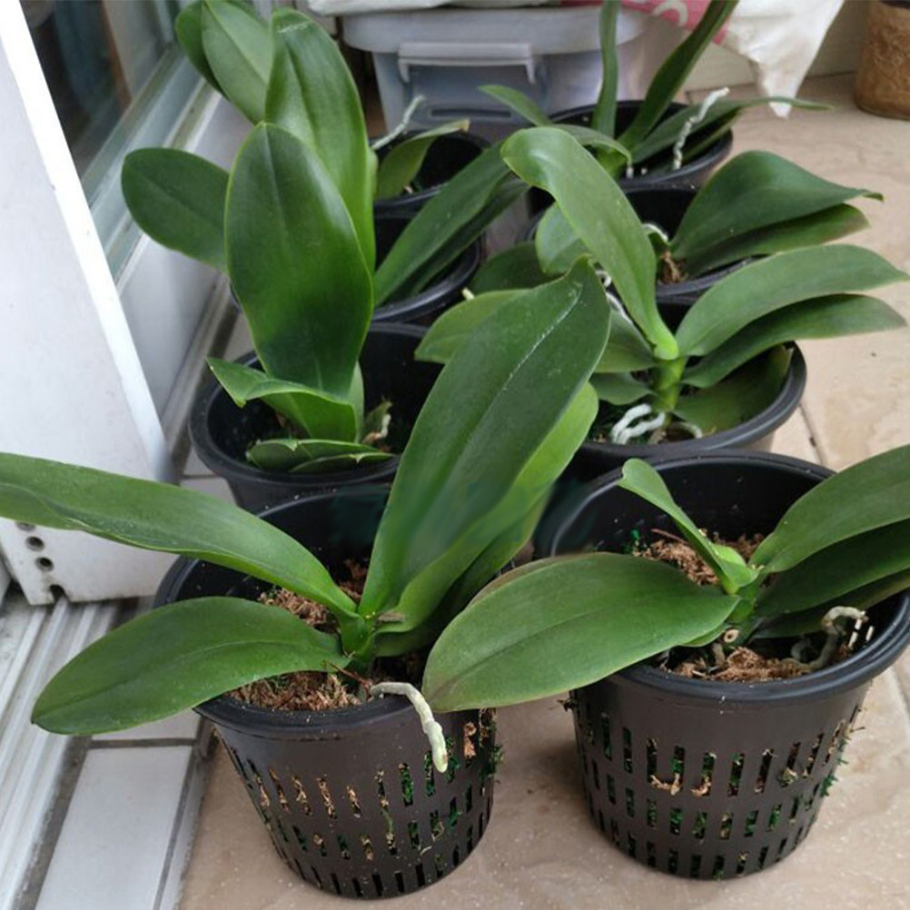 Gardening Tools For Home - ตะกร้าปลูกต้นไม้แบบตาข่าย PP 10 ชิ้น อุปกรณ์ปลูกพืชแบบไฮโดรโพนิกสำหรับสวน บ้าน