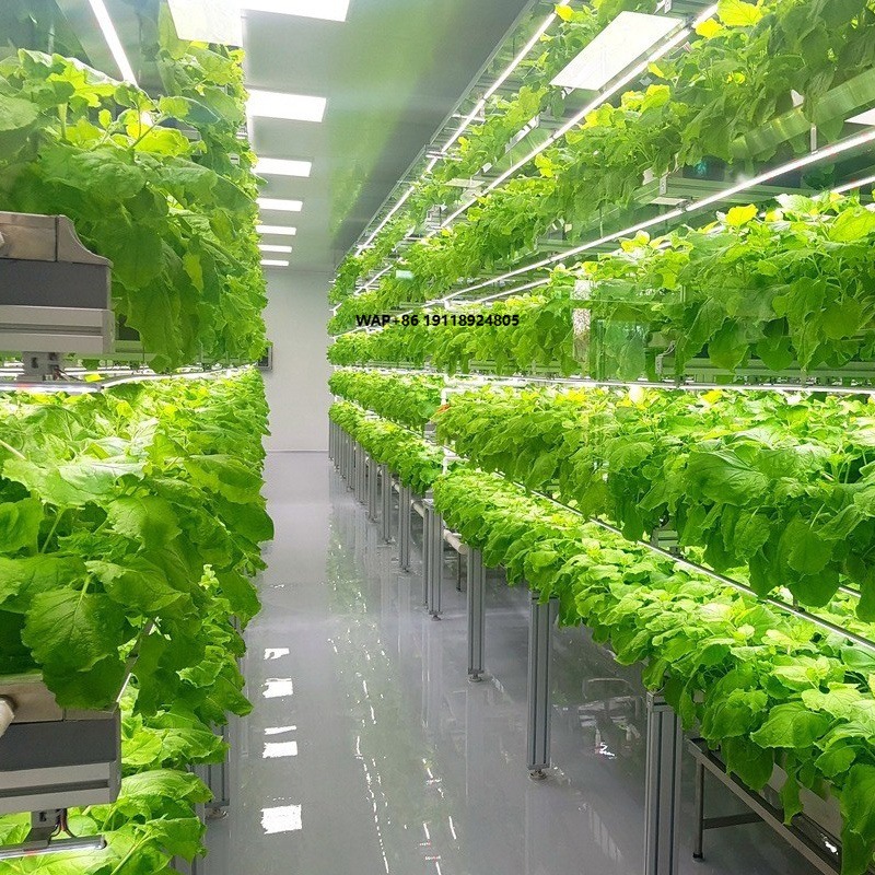 Hydroponic System - ระบบการปลูกพืชแบบไฮโดรโปนิกส์แนวตั้งในโรงเรือนขนาดใหญ่ พร้อมระบบควบคุมอุณหภูมิการทำงานอัตโนมัติ ฟาร์มในตู้คอนเทนเนอร์สำหรับขาย