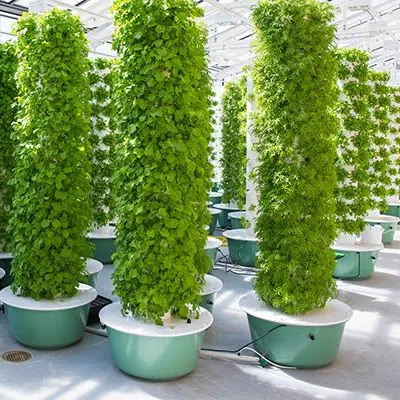 ระบบปลูกพืชแบบแอโรโปนิกส์แบบทา - Hydroponic System บทวิจารณ์และราคา