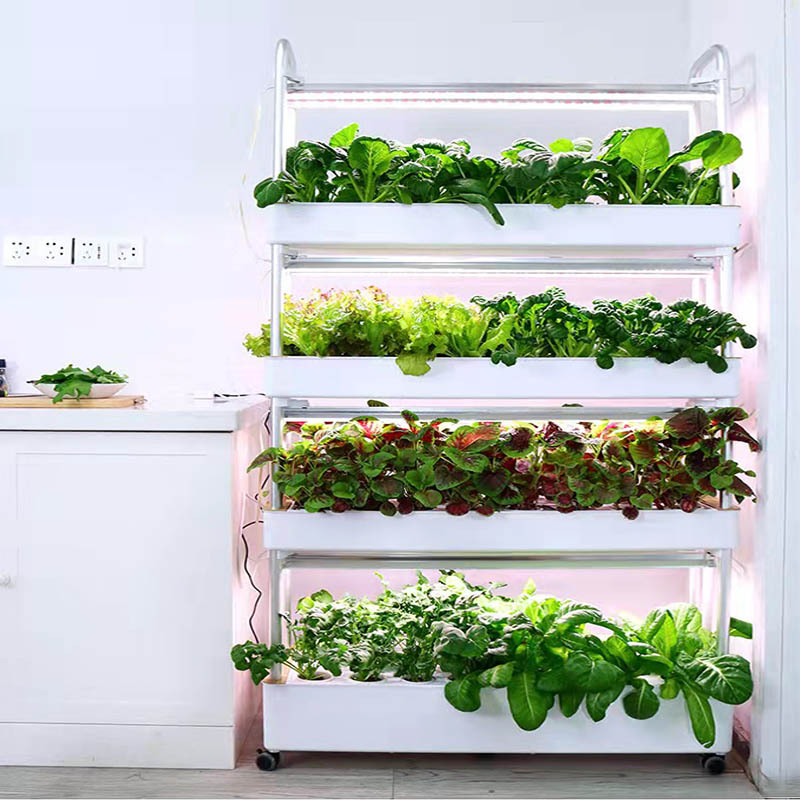 ระบบปลูกพืชไฮโดรโปนิกส์ ระบบอั - Hydroponic System บทวิจารณ์และราคา