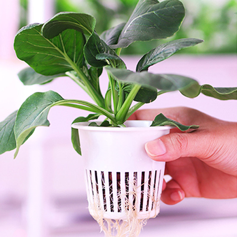 ระบบปลูกพืชไฮโดรโปนิกส์ ระบบอั - Hydroponic System บทวิจารณ์และราคา