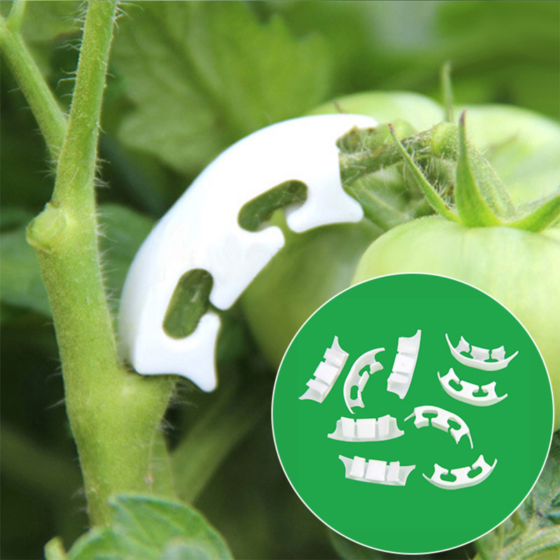 50/100Pcs Botany-Stem Vine สาย - Gardening Tools For Vines บทวิจารณ์และราคา