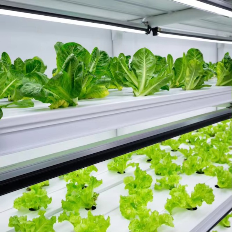 ระบบการปลูกพืชแบบไฮโดรโปนิกส์แ - Hydroponic System บทวิจารณ์และราคา