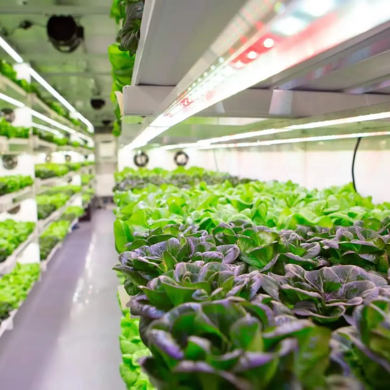 ระบบการปลูกพืชแบบไฮโดรโปนิกส์แ - Hydroponic System บทวิจารณ์และราคา